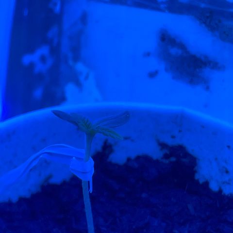 Sherbert growlog photo: Aufgrund von schlechtem Wetter kam der Sämling in ein Set up für die Vegetationsphase.