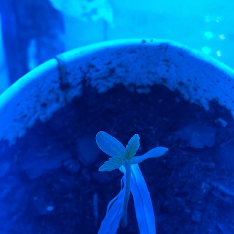 Sherbert growlog photo: Aufgrund von schlechtem Wetter kam der Sämling in ein Set up für die Vegetationsphase.
