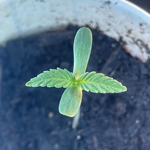 Sherbert growlog timeline photo