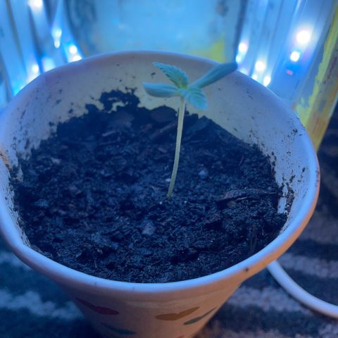 Sherbert growlog timeline photo