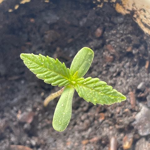 Sherbert growlog timeline photo