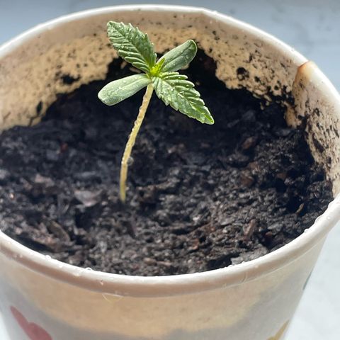 Sherbert growlog timeline photo