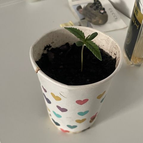 Sherbert growlog timeline photo