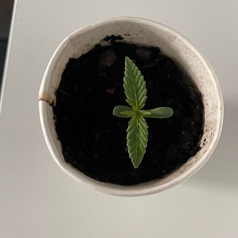 Sherbert growlog timeline photo