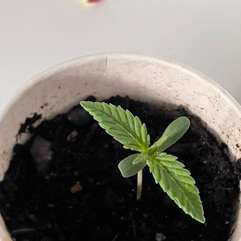 Sherbert growlog timeline photo