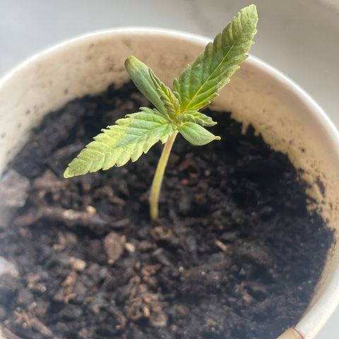 Sherbert growlog timeline photo