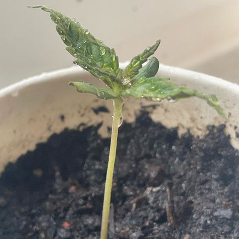 Sherbert growlog timeline photo