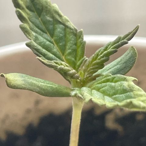 Sherbert growlog timeline photo