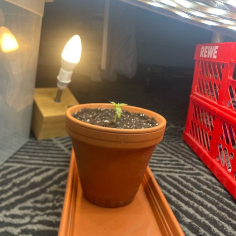 Sherbert growlog timeline photo