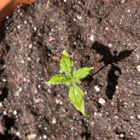 Sherbert growlog timeline photo