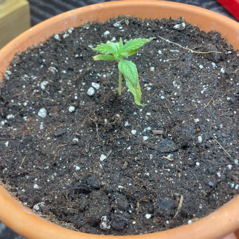 Sherbert growlog timeline photo