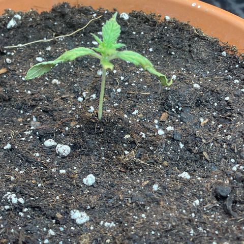 Sherbert growlog timeline photo