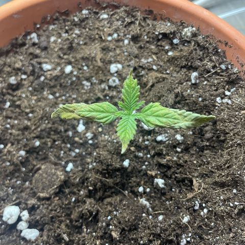 Sherbert growlog timeline photo