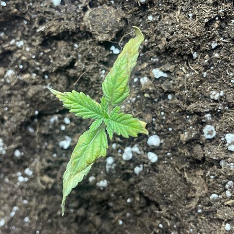 Sherbert growlog timeline photo