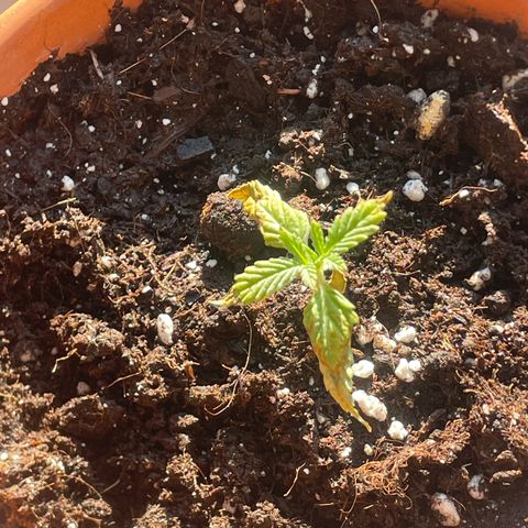 Sherbert growlog timeline photo