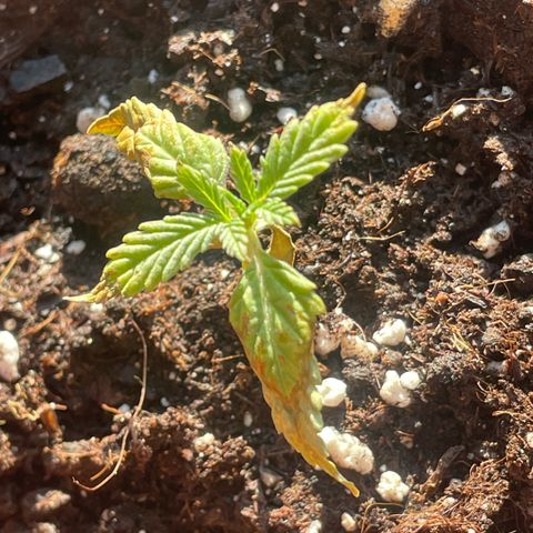 Sherbert growlog timeline photo
