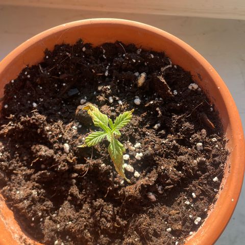 Sherbert growlog timeline photo