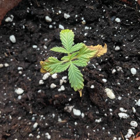 Sherbert growlog timeline photo