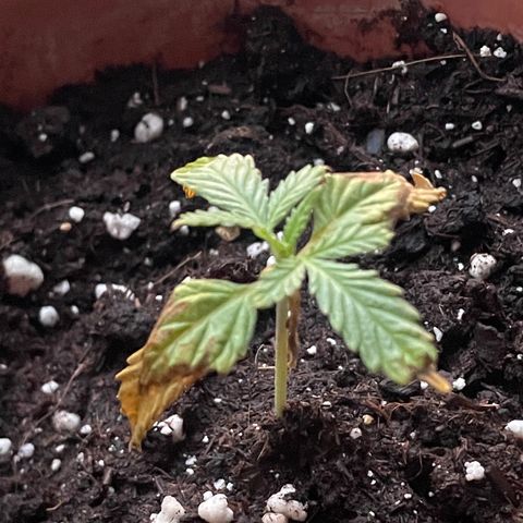 Sherbert growlog timeline photo