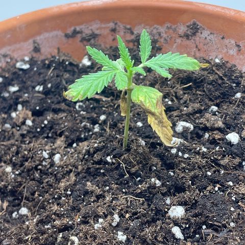 Sherbert growlog timeline photo