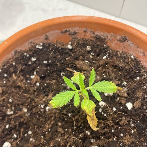 Sherbert growlog timeline photo
