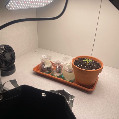 Sherbert growlog timeline photo