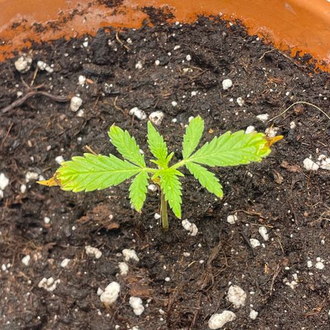 Sherbert growlog timeline photo