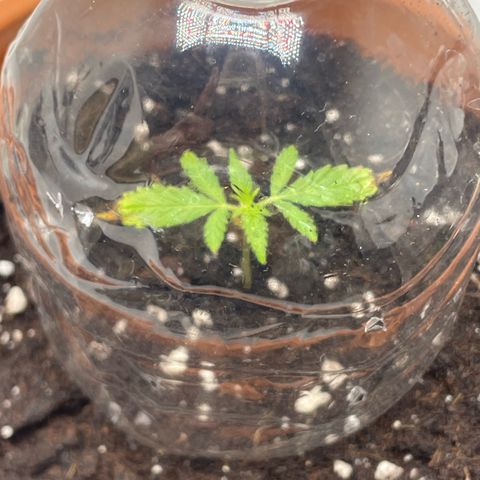 Sherbert growlog timeline photo