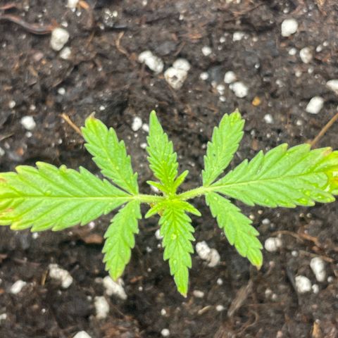 Sherbert growlog timeline photo