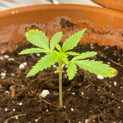 Sherbert growlog timeline photo