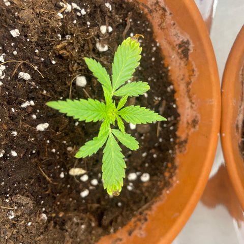 Sherbert growlog timeline photo