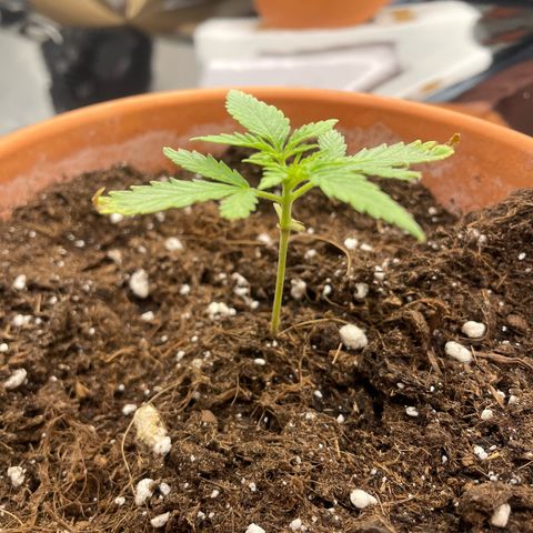 Sherbert growlog timeline photo