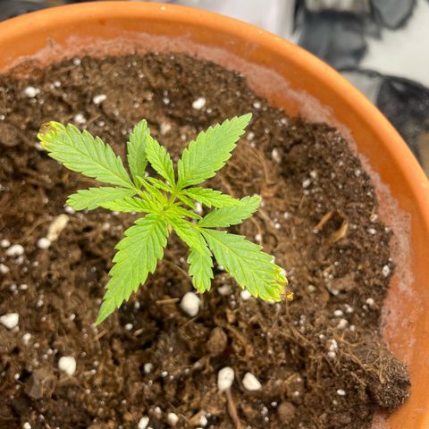 Sherbert growlog timeline photo