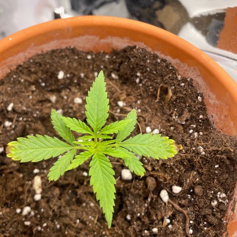 Sherbert growlog timeline photo