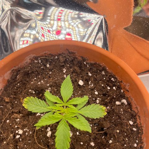 Sherbert growlog timeline photo
