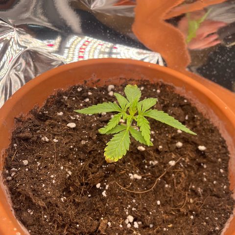Sherbert growlog timeline photo