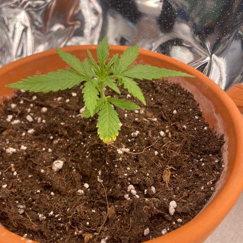 Sherbert growlog timeline photo