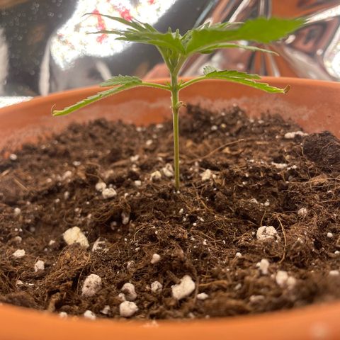 Sherbert growlog timeline photo