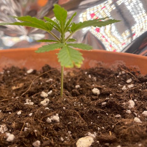 Sherbert growlog timeline photo