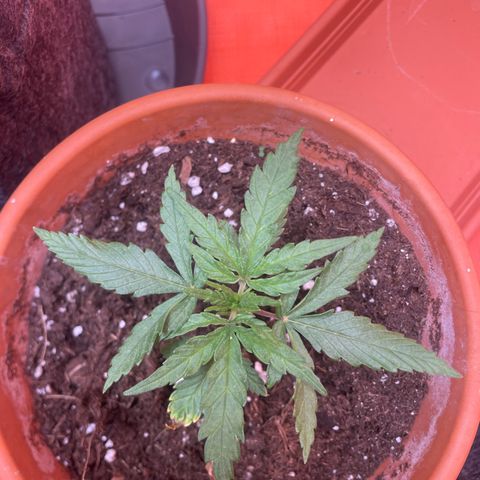 Sherbert growlog timeline photo