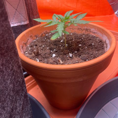 Sherbert growlog timeline photo