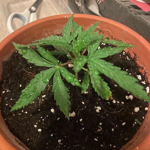 Sherbert growlog timeline photo