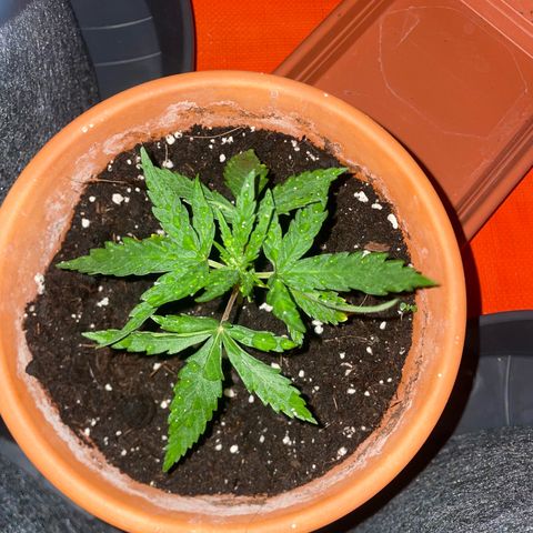 Sherbert growlog timeline photo