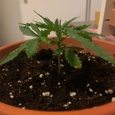 Sherbert growlog timeline photo