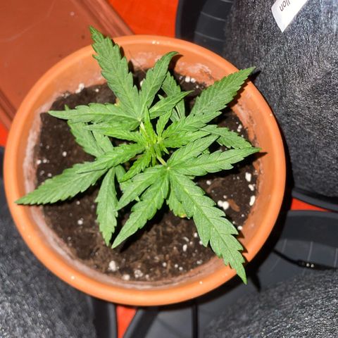 Sherbert growlog timeline photo