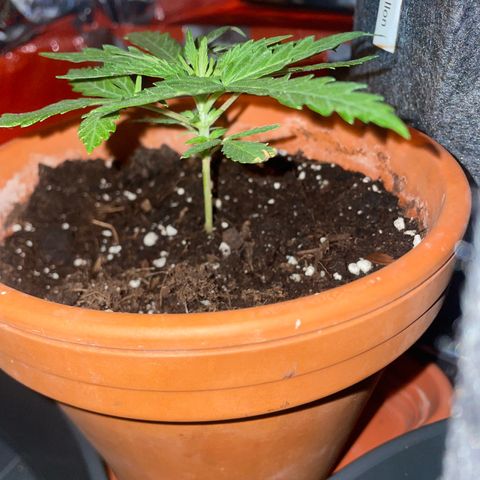 Sherbert growlog timeline photo