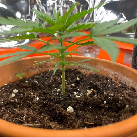 Sherbert growlog timeline photo