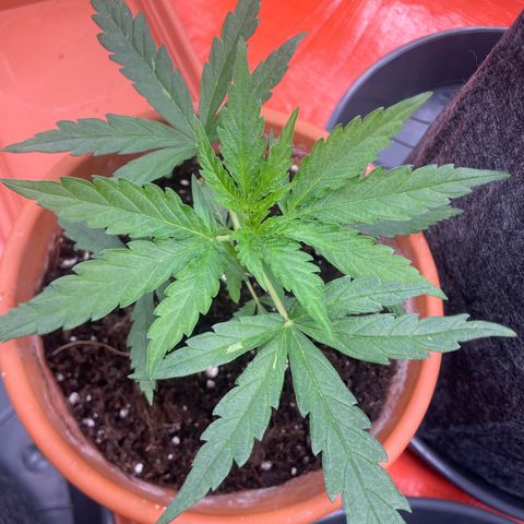 Sherbert growlog timeline photo