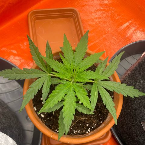 Sherbert growlog timeline photo