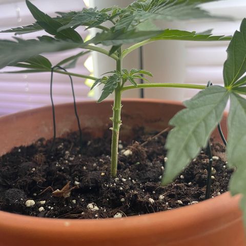 Sherbert growlog photo: Sherbert wurde bei der zuerst 6 Nodie getoppt. Sowie untenrum getrimmt.